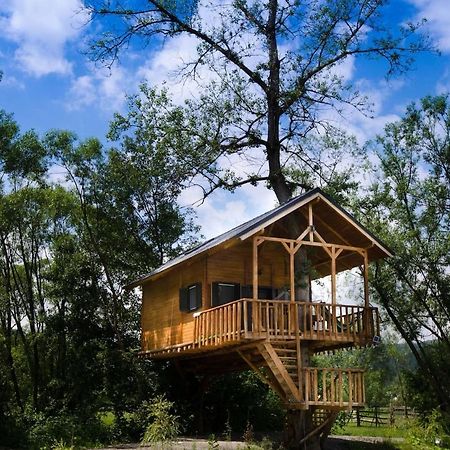 Вилла Cuibul Vulturilor - Casuta In Copac Мойсей Экстерьер фото